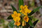 Hoary puccoon